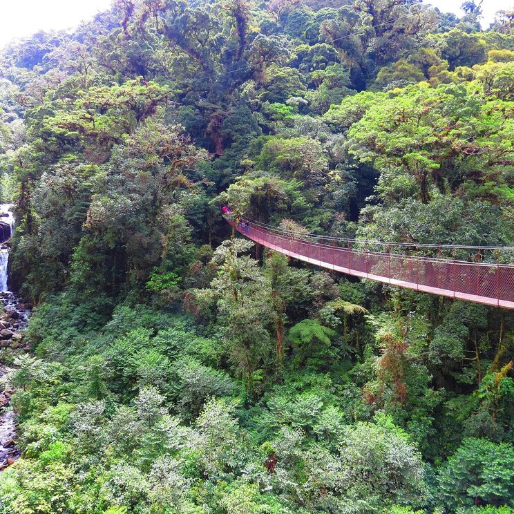 Tolle Hängebrücke über den Baumwipfeln beim Tree Trek Boquete