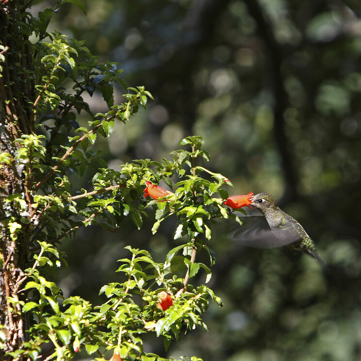 Kolibri am Baum