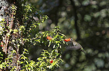 Kolibri am Baum