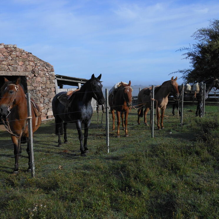 Pferde der Estancia Los Platanos