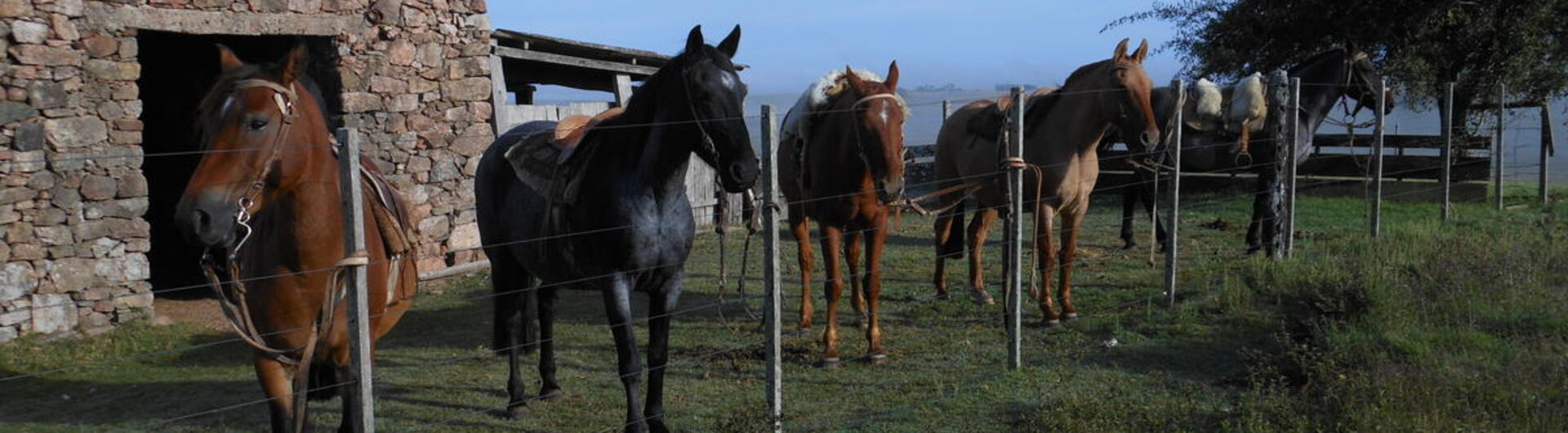 Pferde der Estancia Los Platanos