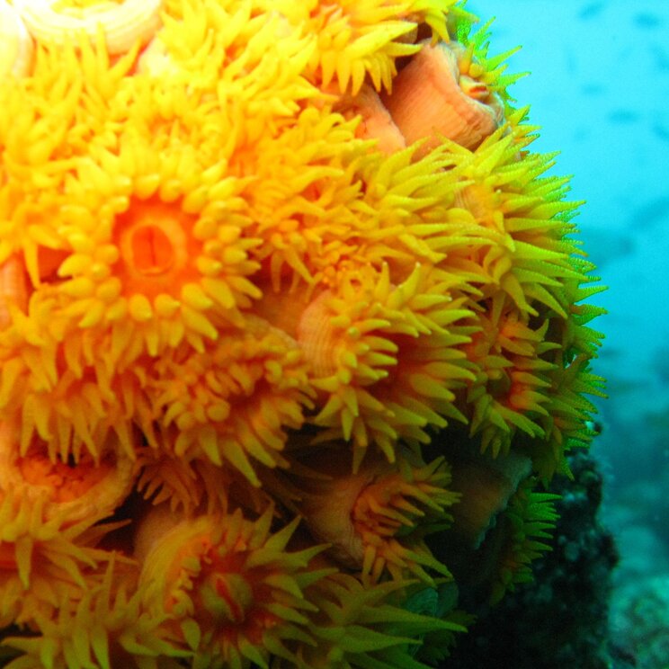 Anemonen bei Tauchgängen vor Galapagos, Ecuador