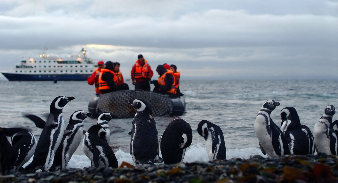 Pinguine mit Boot und Kreuzfahrtschiff im Hintergrund