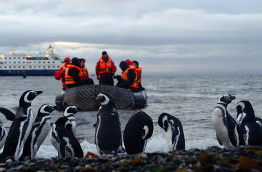 Pinguine mit Boot und Kreuzfahrtschiff im Hintergrund