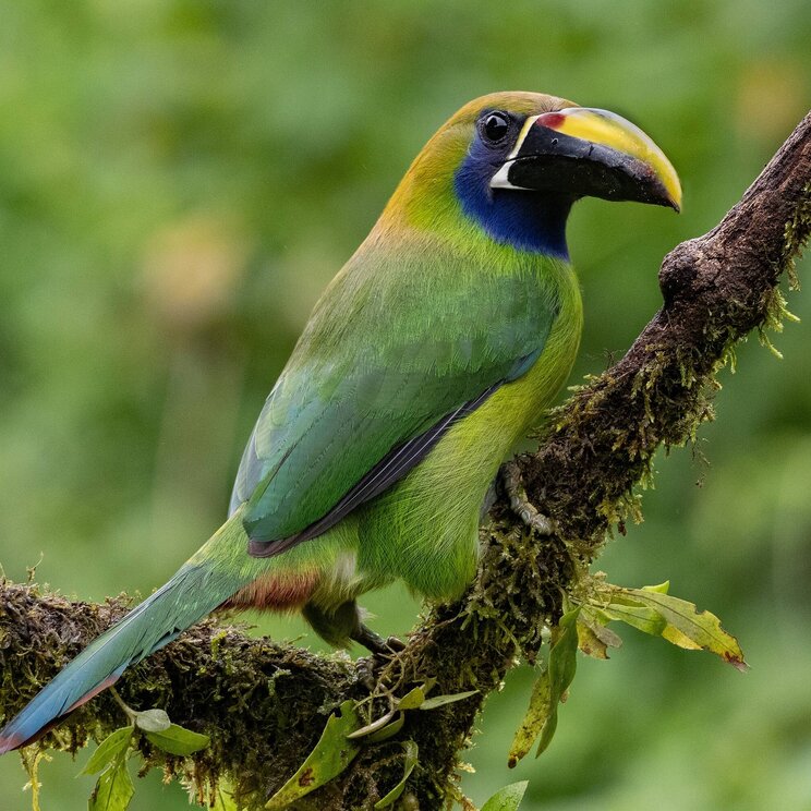 Blauhalsarassari mit grünem Gefieder und farbenprächtigem Schnabel auf einem moosbewachsenen Ast im Regenwald von Belize.