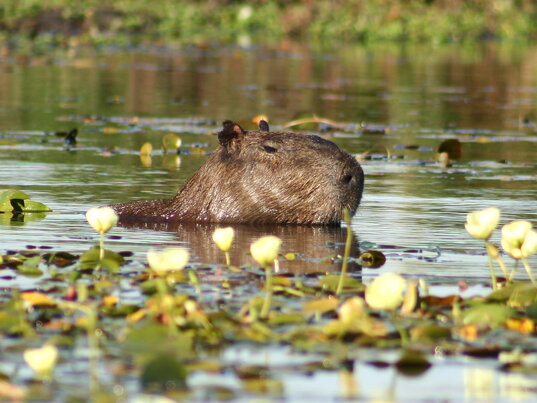 Männliches Capybara in den Sümpfen Esteros del Iberá