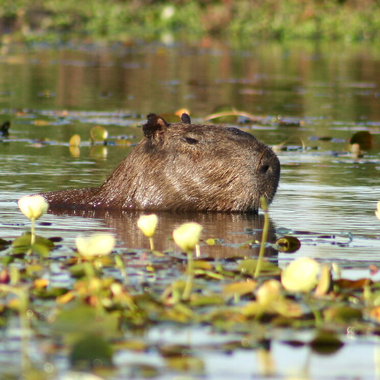 Männliches Capybara in den Sümpfen Esteros del Iberá