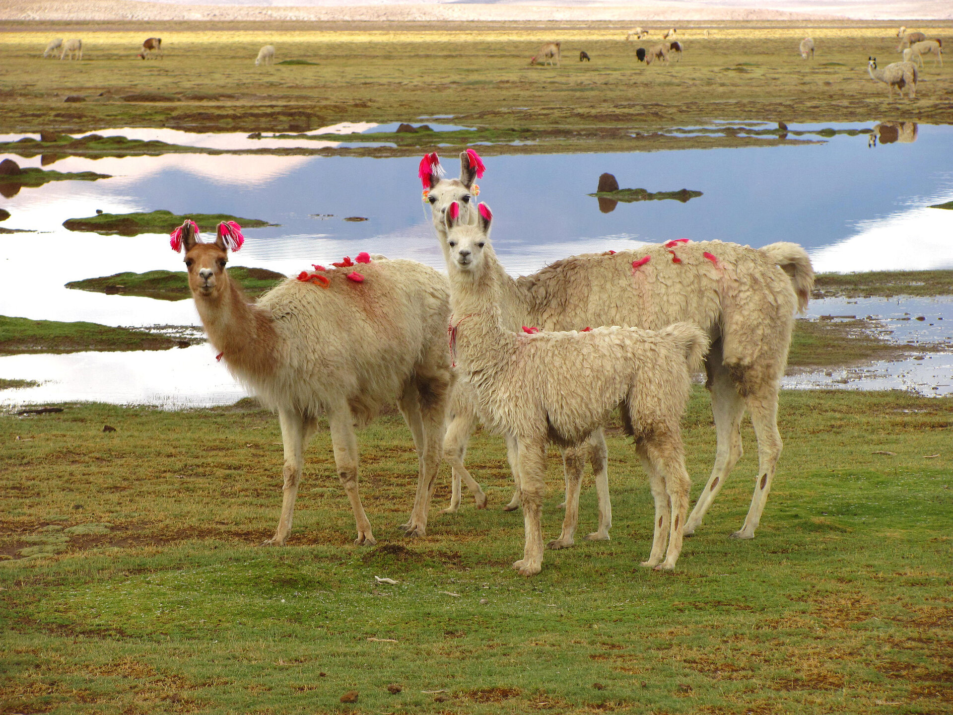 geschmückte Lamas in Chile