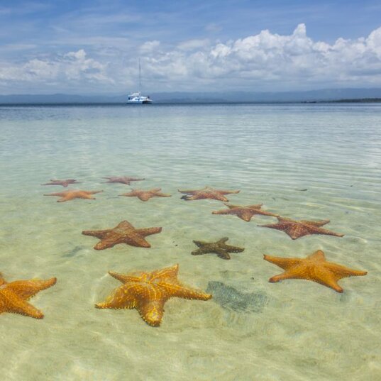 Große orange Seesterne vor Bocas del Toro, Panama