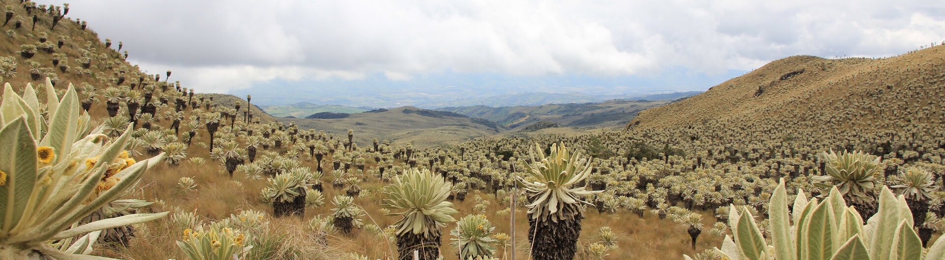 Frailejones-Pflanzen im Paramo des ökologischen Reservats El Angel in Ecuador unter bewölktem Himmel.