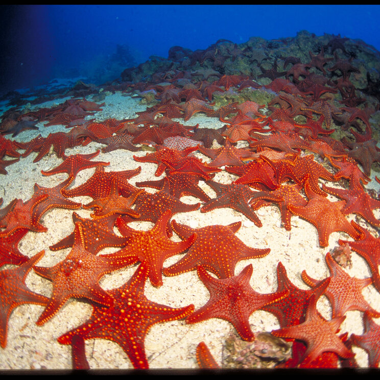 Rote Seesterne bei Tauchgängen vor Galapagos, Ecuador