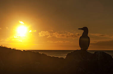Blaufußtölpel im Sonnenuntergang auf Galapagos, Ecuador