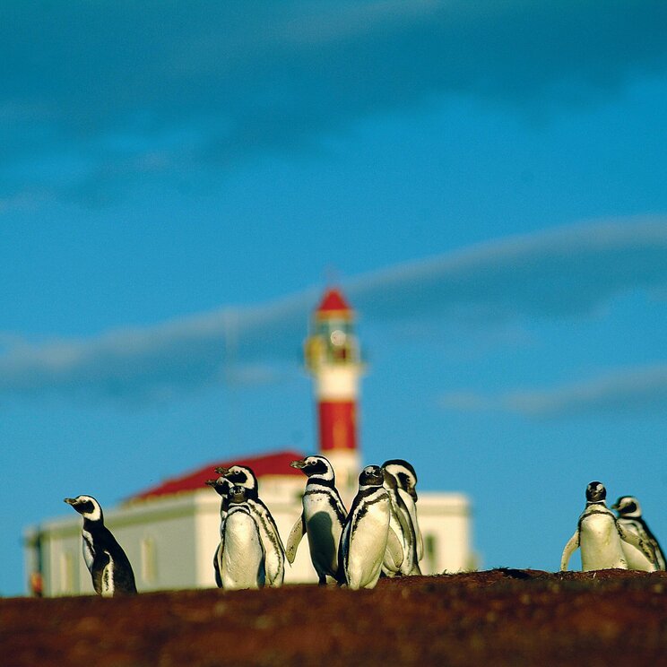 Pinguine in der Antarktis mit Leuchtturm im Hintergrund unter blauem Himmel, Motiv einer Antarktis Expeditionskreuzfahrt.
