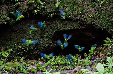 Grüne Aras mit blauem Flügeln im Amazonasgebiet von Ecuador