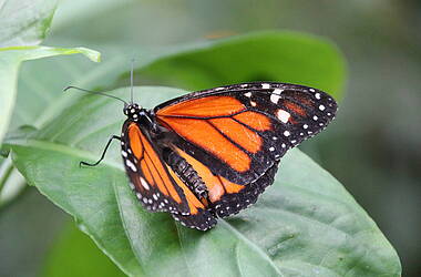 Schmetterling im Dschungel Panamas
