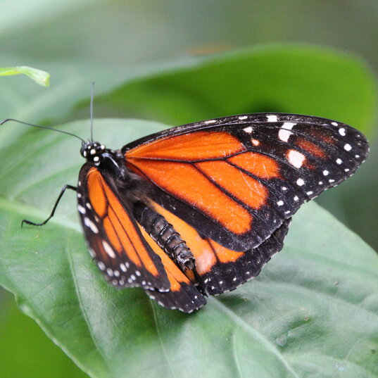 Schmetterling im Dschungel Panamas