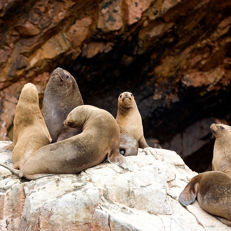 Eine Gruppe Seelöwen auf einem Felsen der Ballestas Inseln Paracas Peru