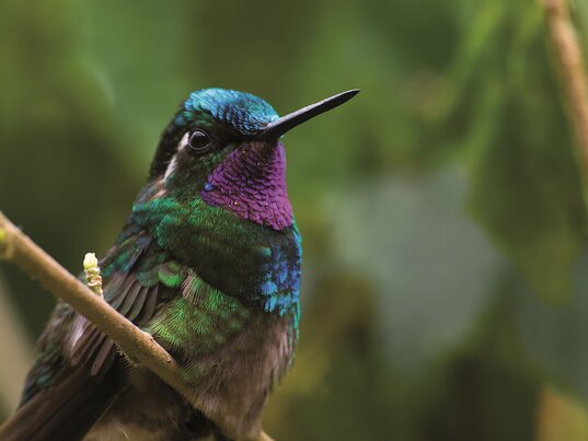 Kolibri sitzt auf einem Zweig im Monteverde Reservat