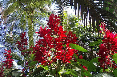 Flora rund um die Hakuna Matata Lodge im Amazonas Ecuador