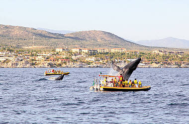Wale Watching in Baja California