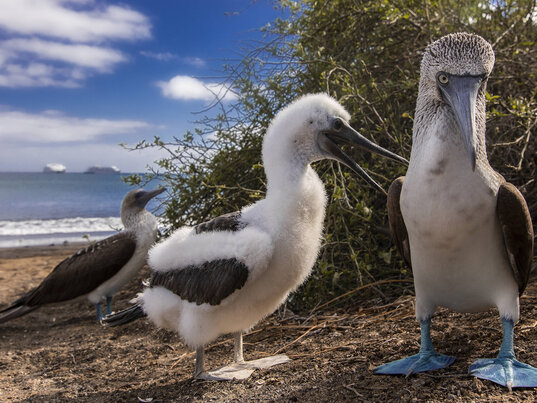 Blaufußtölpel mit Küken am Strand auf den Galápagos-Inseln in Ecuador.