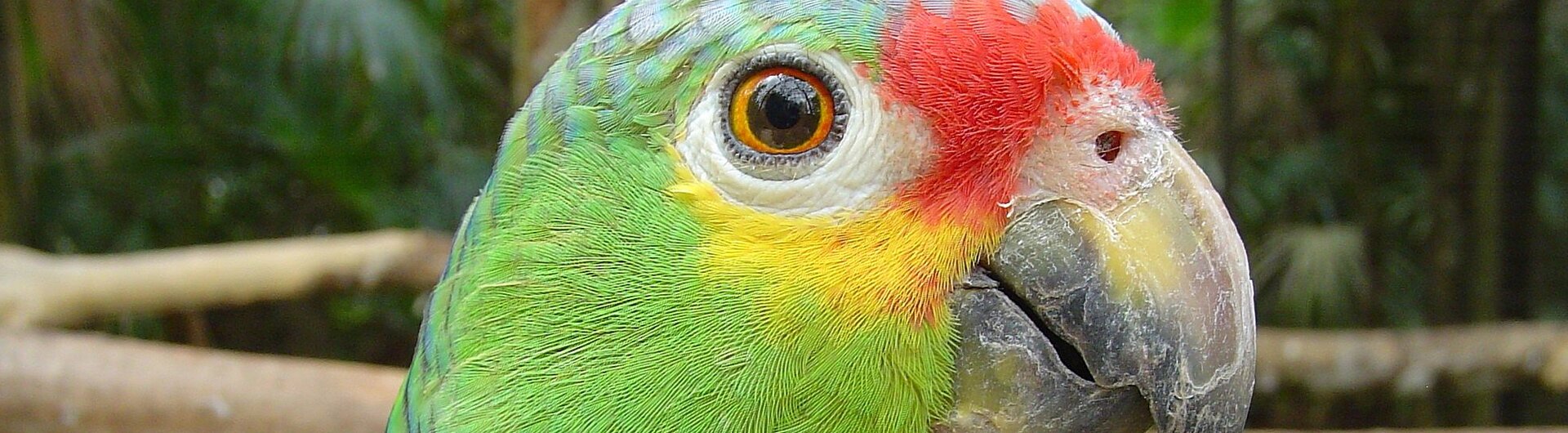 Papagei im Belize Zoo