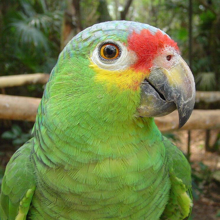 Papagei im Belize Zoo