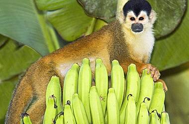 Äffchen auf Bananenstaude im Nationalpark Manuel Antonio in Costa Rica