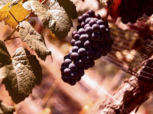 Rote Reben in der Weinregion Mendoza