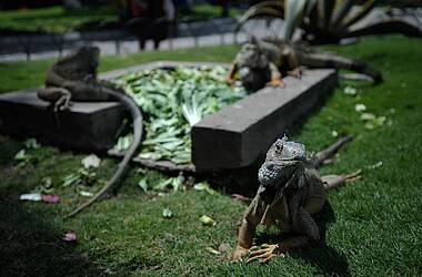 Leguane in den Parks von Guayaquil, Ecuador
