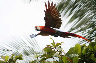 Papagei im Corcovado Nationalpark Costa Rica