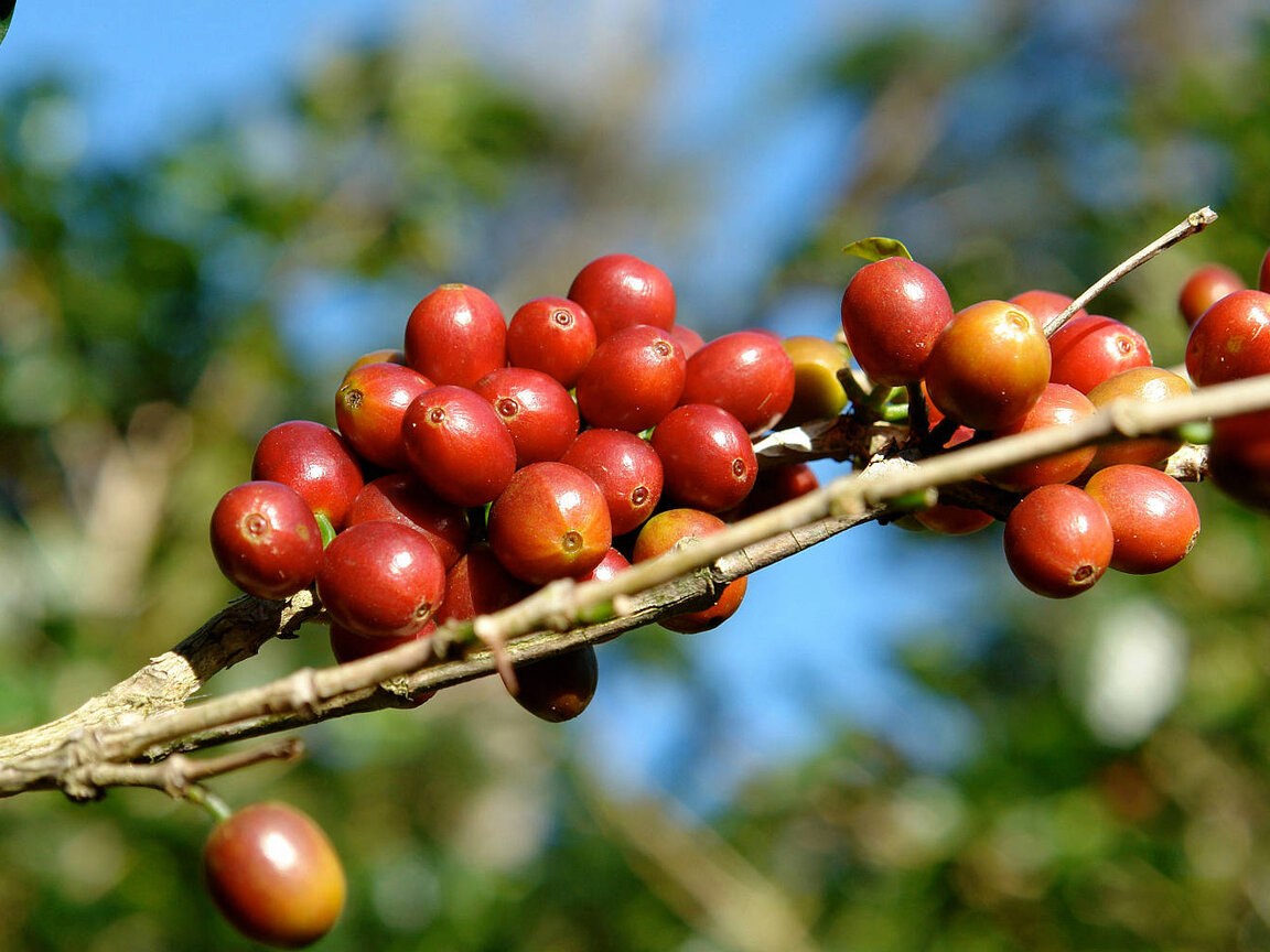 Kaffeebohnen im Hochland von Chiriquí, Panama