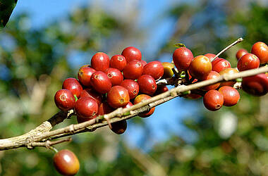 Kaffeebohnen im Hochland von Chiriquí, Panama