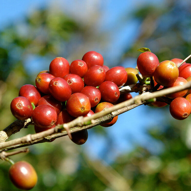 Kaffeebohnen im Hochland von Chiriquí, Panama