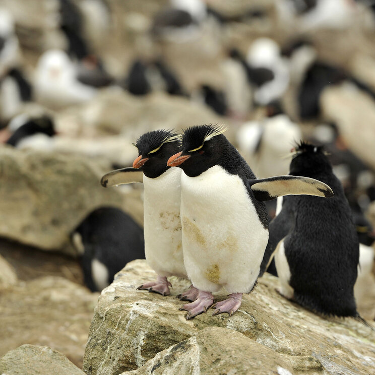 Felsenpinguine auf den Falklandinseln