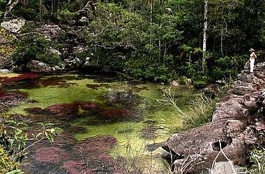 Caño Cristales, der „Fünf-Farben-Fluss" im grünen Dschungel