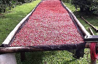 Kaffeebohnen beim Trocknen, Kaffeeplantage Panama