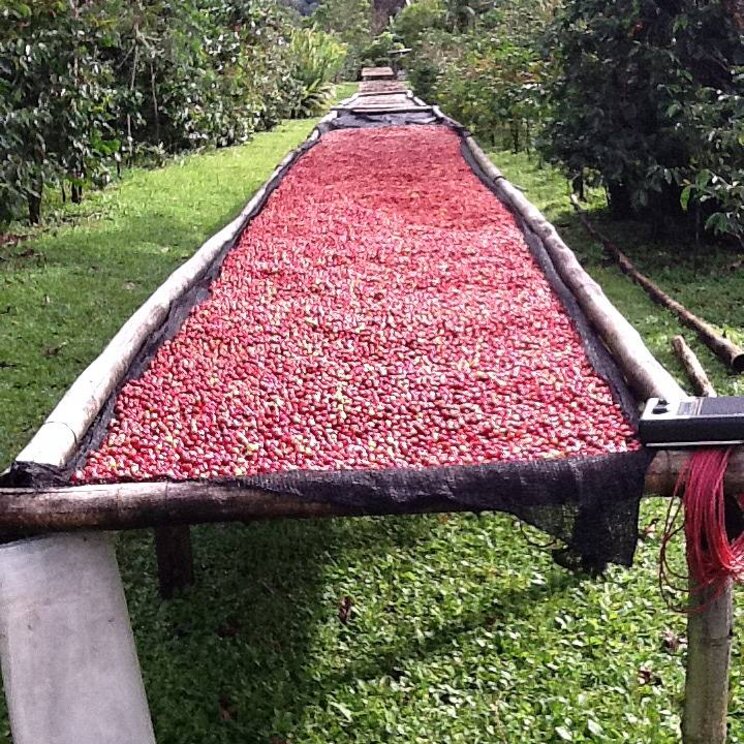 Kaffeebohnen beim Trocknen, Kaffeeplantage Panama