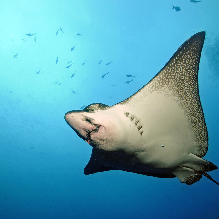 Rochen-Sichtung bei Tauchgängen vor Galapagos, Ecuador