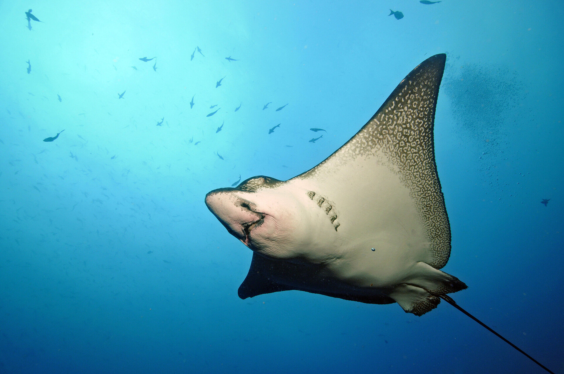 Rochen-Sichtung bei Tauchgängen vor Galapagos, Ecuador