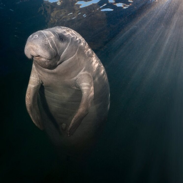 Seekuh (Manati) im klaren Wasser vor der Küste von Belize, in Sonnenstrahlen aufsteigend zur Oberfläche – eine bedrohte Art, die in karibischen Gewässern Schutz findet.