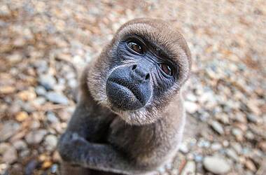Kleiner Affe im Amazonasregenwald