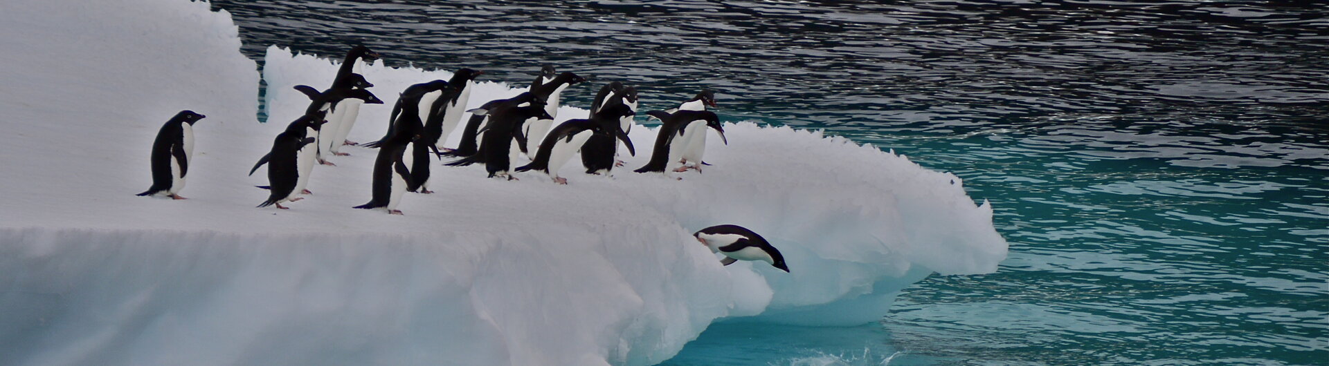 Adeliepinguine in der Antarktis