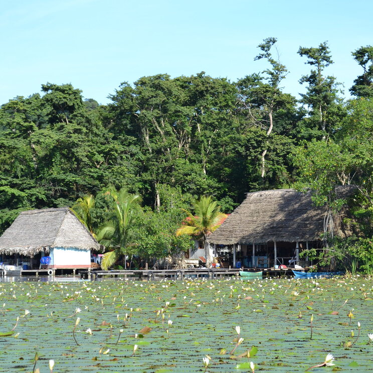 Seerosen am Río Dulce