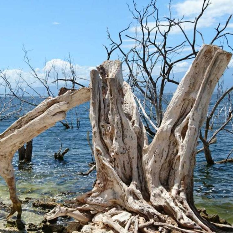 Ein großer, weißer Baumstumpf und abgestorbene Äste am felsigen Ufer des Lago Enriquillo unter blauem Himmel in der Dominikanischen Republik.