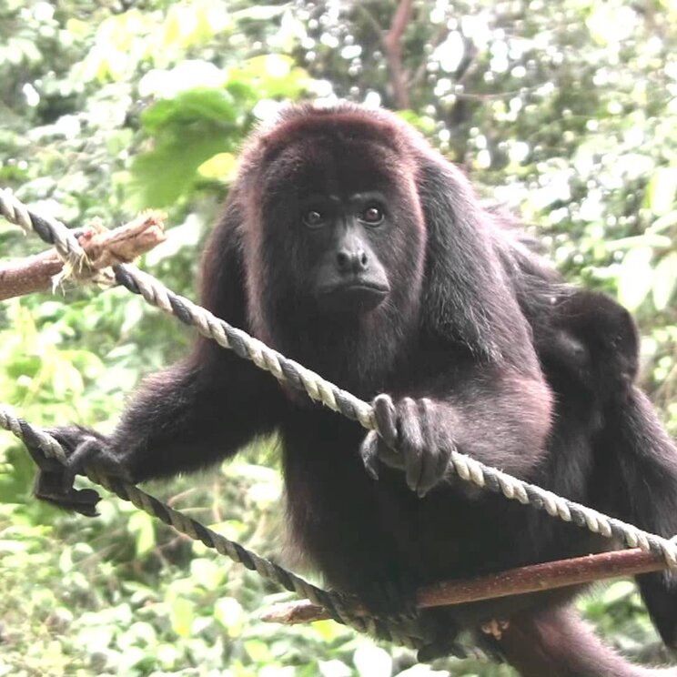 Brüllaffe im Baboon Sactuary