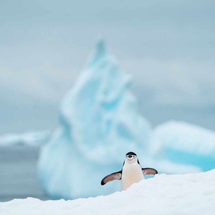 Zügelpinguin mit ausgebreiteten Flügeln auf einer Schneekuppe vor einem großen, unscharfen blauen Eisberg in der Antarktis.
