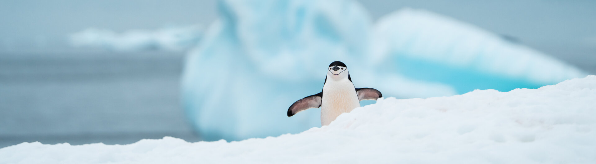 Zügelpinguin mit ausgebreiteten Flügeln auf einer Schneekuppe vor einem großen, unscharfen blauen Eisberg in der Antarktis.