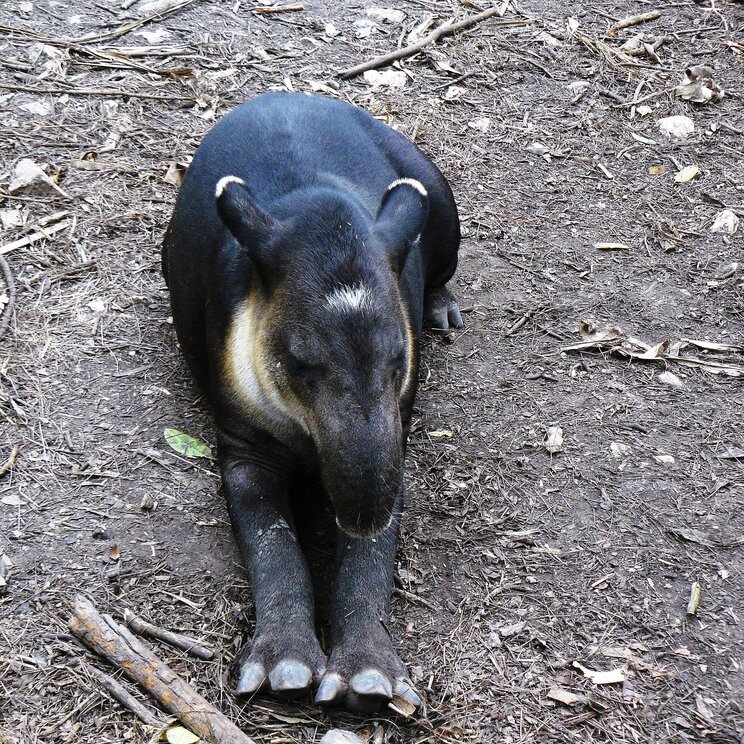 Tapir im Belize Zoo