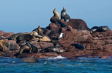 Seelöwen vor der Isla Eiritu Santo